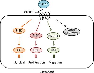 CXCL13 and Its Receptor CXCR5 in Cancer: Inflammation, Immune Response, and Beyond